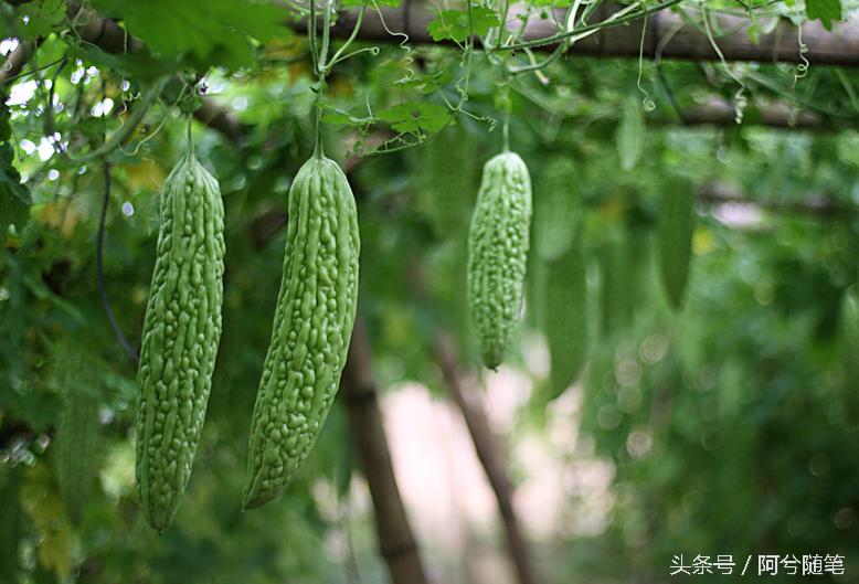 农村人最爱种植的20种“瓜”，你认识几个？|阿兮随笔
