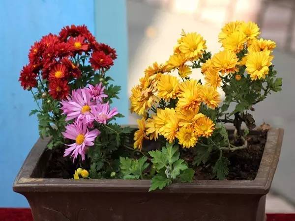 合适家里的小花盆,办公水培小花盆