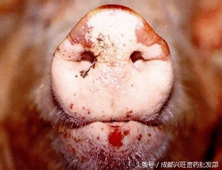 猪发生口蹄疫后正确的处理方法,猪口蹄疫水泡破了会好了吗