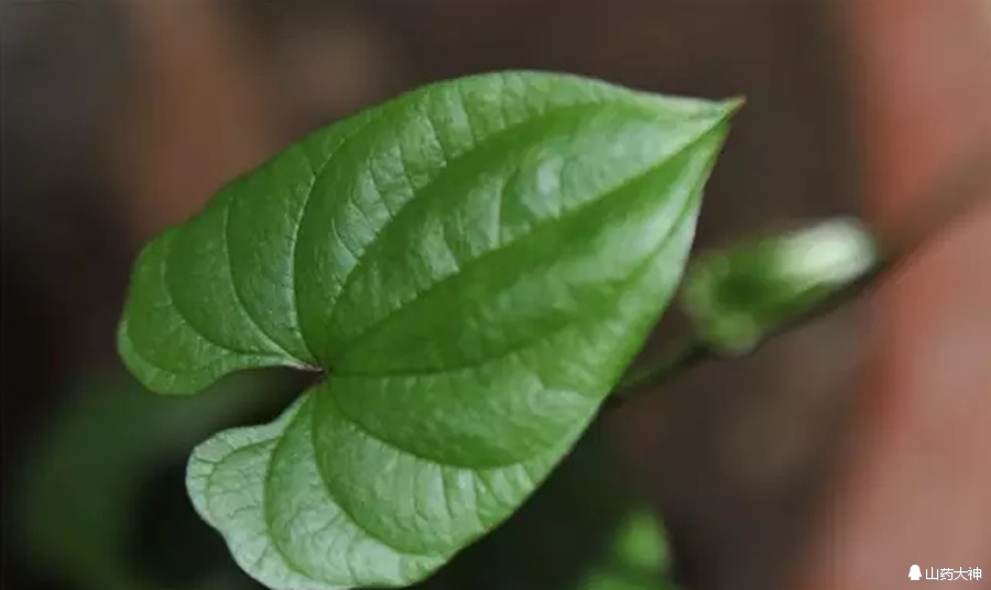 铁棍山药，终极鉴定*法大**｜每周一药