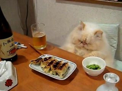 喵星人是怎么变胖的,喵星人减肥很焦急