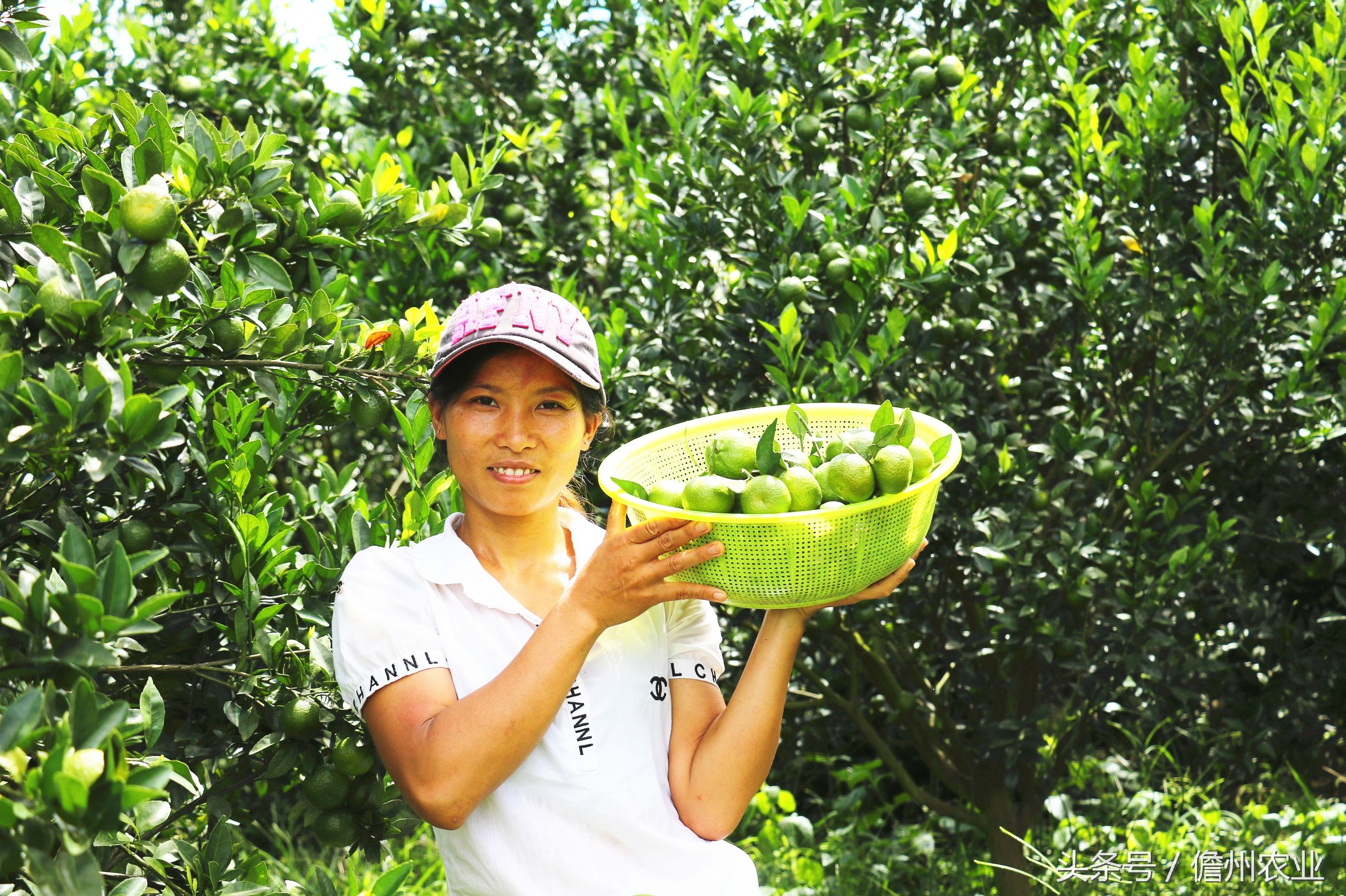 蜜桔现在能种么,由良蜜桔好种吗