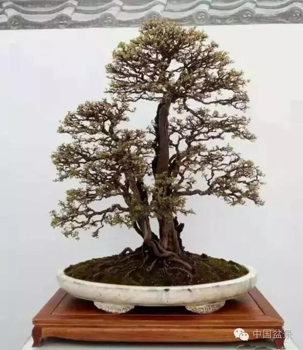 红子刺树桩盆景大全,曲杆式树桩盆景图片