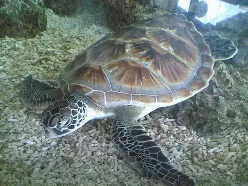 玳瑁海龟古玩,玳瑁古董家具