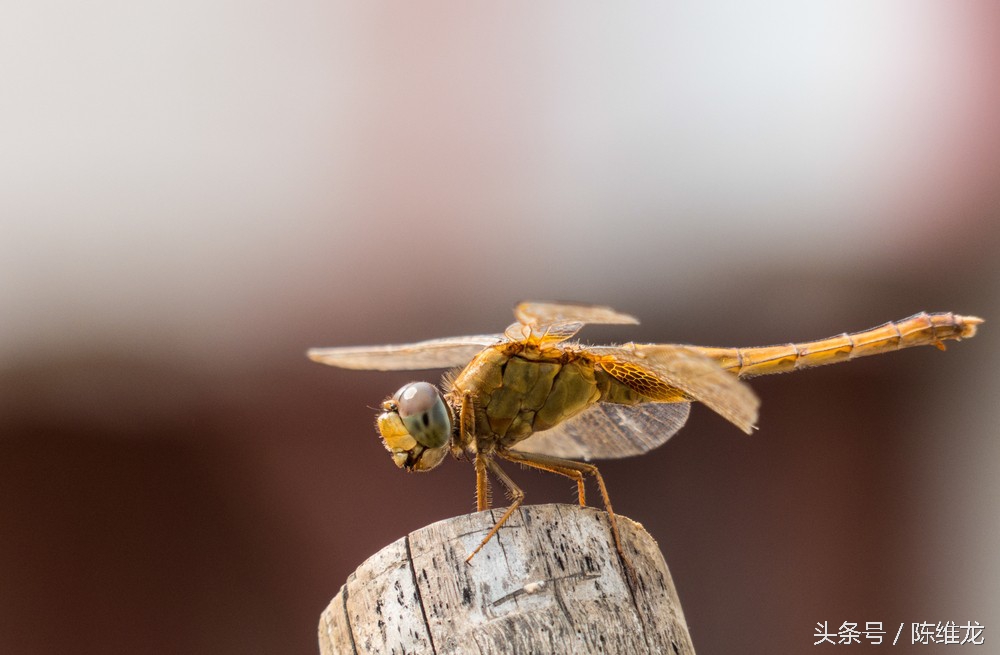 软文与文案的41个技巧,优秀软文文案背后的技巧