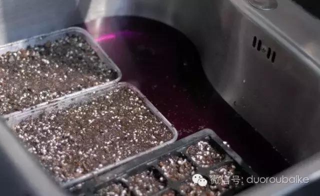 多肉植物能够用高锰酸钾杀菌吗,多肉怎么用高锰酸钾消毒