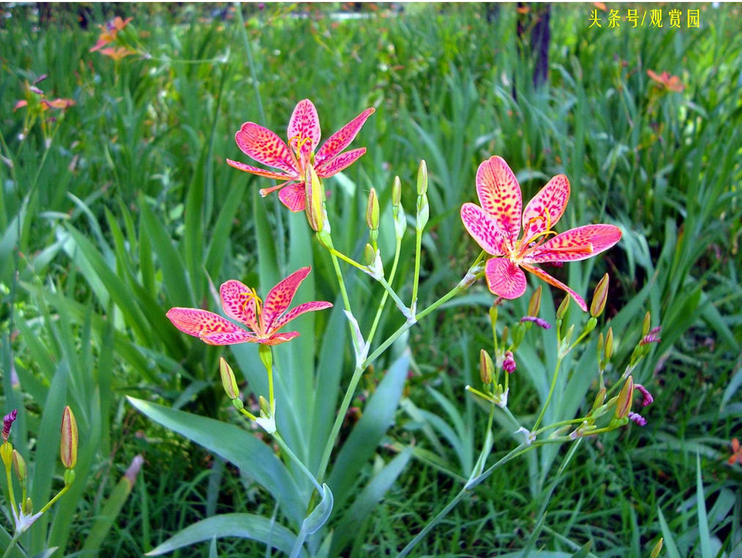 最昂贵的花卉,最贵十种花卉