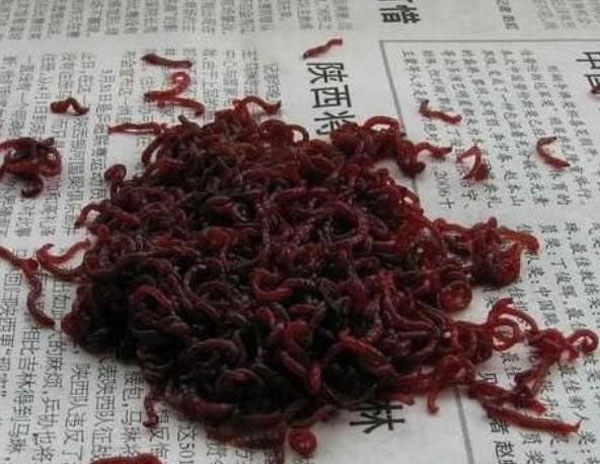 热带小型观赏鱼曼龙鱼一天喂几次,曼龙鱼能够和热带小鱼一起养么