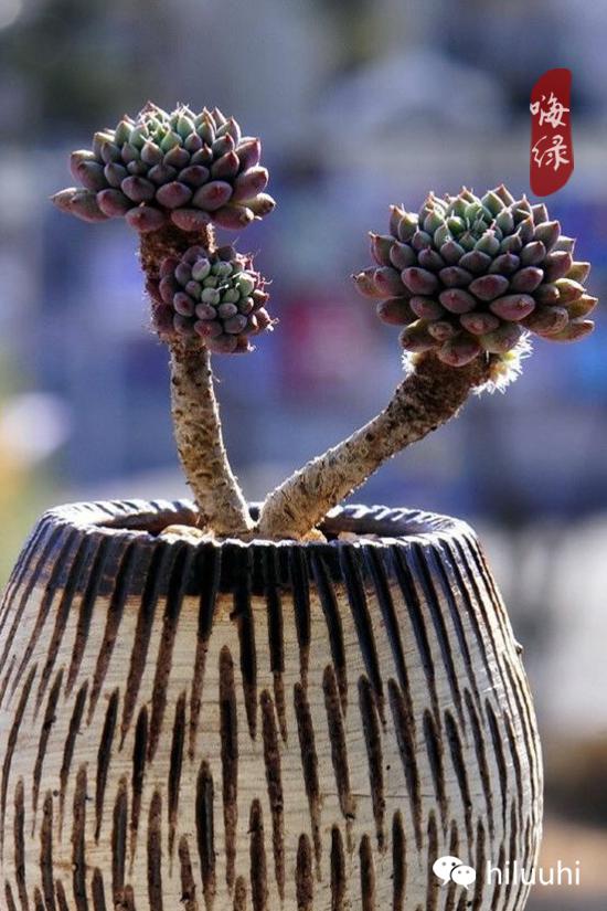 怎么能够这么美图片,漂亮韩国多肉