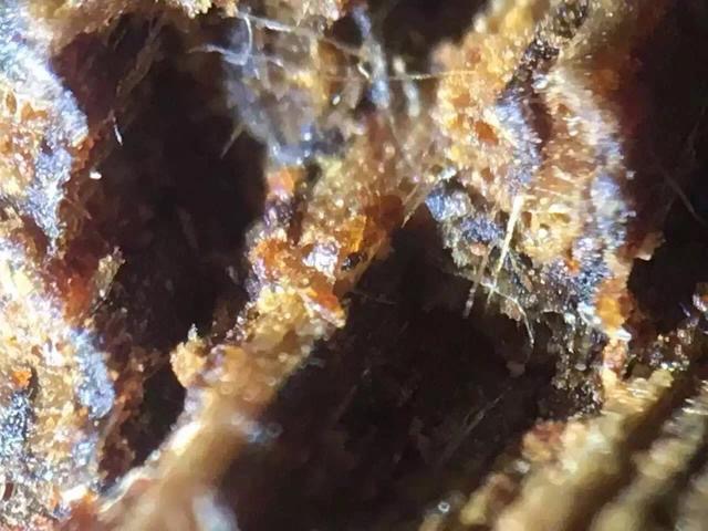 富二代为淘美女欢心，花80买一克奇楠沉香，美女看到当场说分手