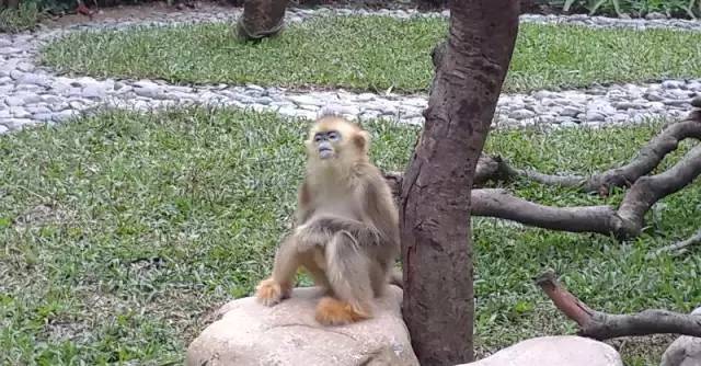 清远长隆森林主题乐园亚洲最大,广东清远长隆游乐园攻略