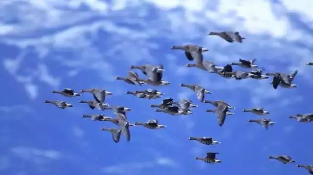 清远长隆森林主题乐园亚洲最大,广东清远长隆游乐园攻略