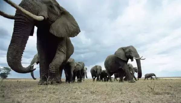 清远长隆森林主题乐园亚洲最大,广东清远长隆游乐园攻略