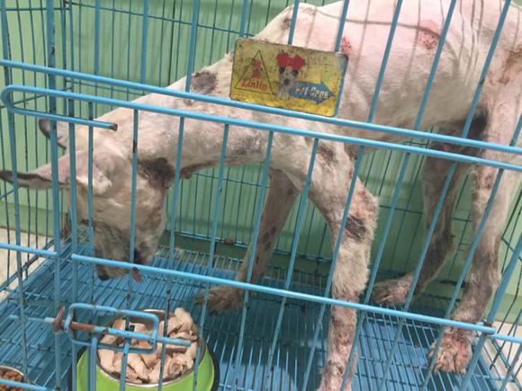 下班回家捡到小动物带回家养,捡到流浪狗不想养怎么处理