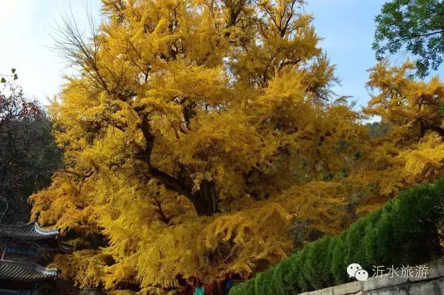 一个外地人眼中的菏泽,一个外地人眼中的文登