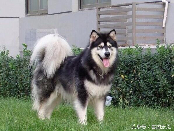 宠物犬值得购买的有哪些,宠物犬价值分析