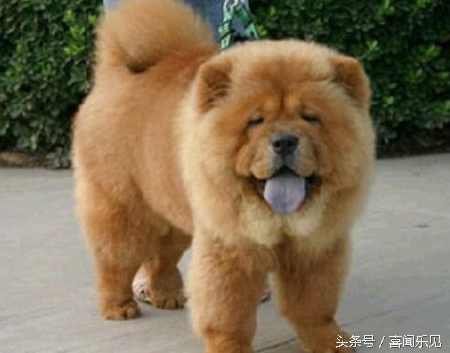 宠物犬值得购买的有哪些,宠物犬价值分析