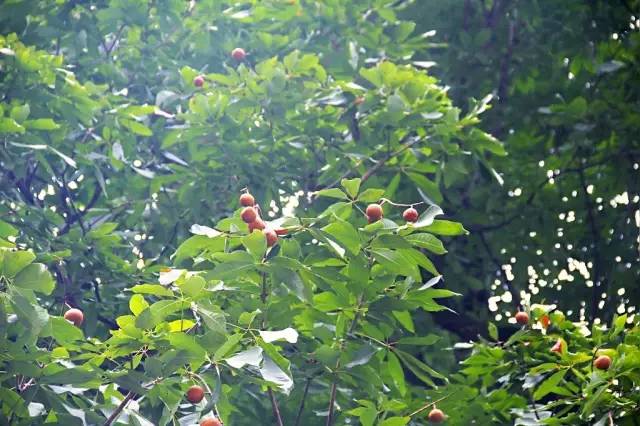 千年神树开花结果,千年神树