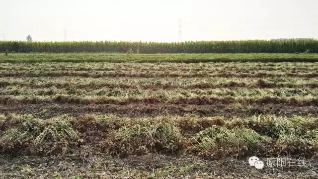 来原阳锄落生、梆玉蜀黍吧！