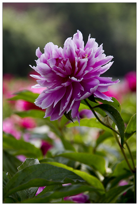 好看花儿的名字有哪些,所有非常美丽的花儿名字