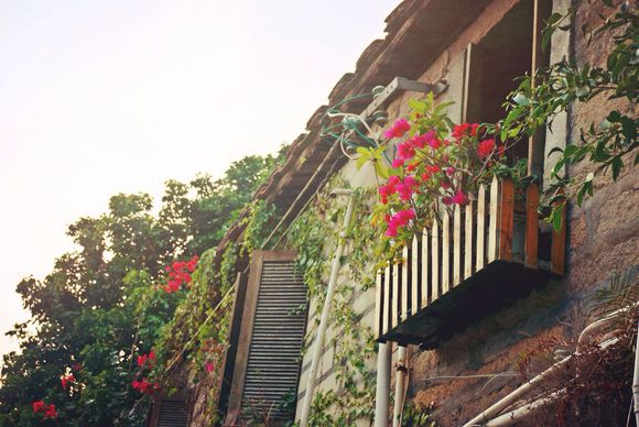 好看花儿的名字有哪些,所有非常美丽的花儿名字