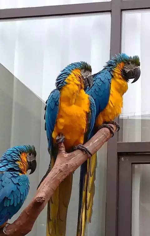 清远长隆森林主题乐园亚洲最大,广东清远长隆游乐园攻略