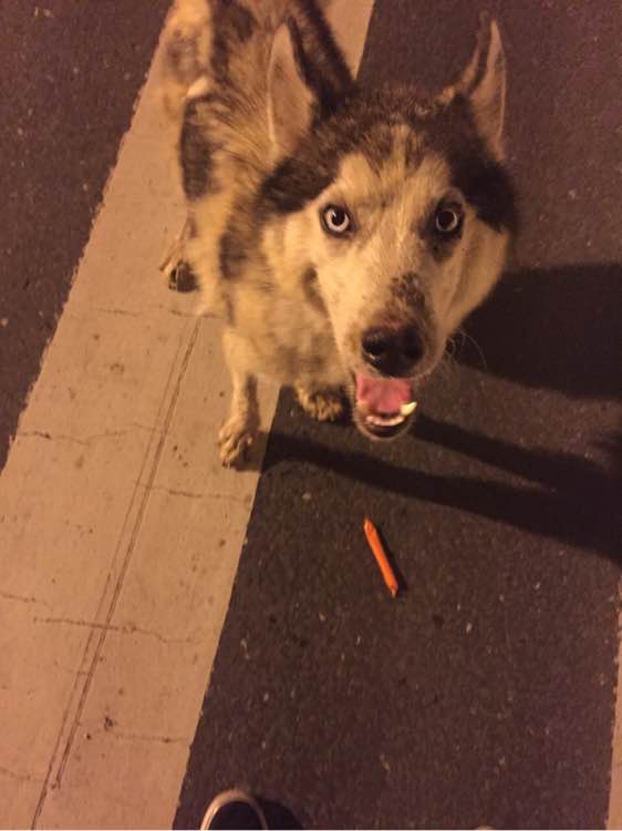 下班回家捡到小动物带回家养,捡到流浪狗不想养怎么处理