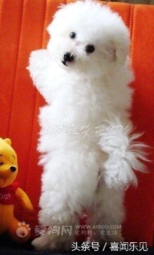 宠物犬值得购买的有哪些,宠物犬价值分析