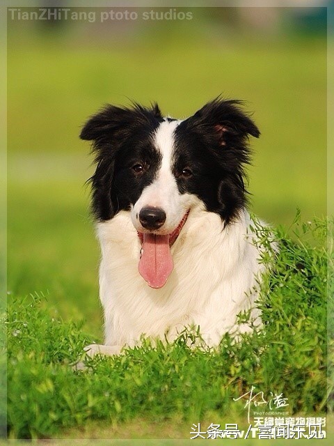 宠物犬值得购买的有哪些,宠物犬价值分析