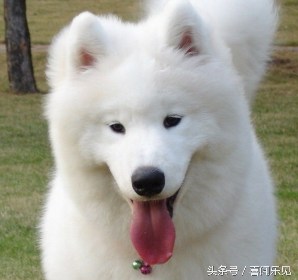 宠物犬值得购买的有哪些,宠物犬价值分析