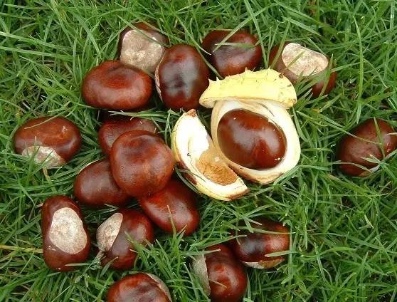 千年神树开花结果,千年神树