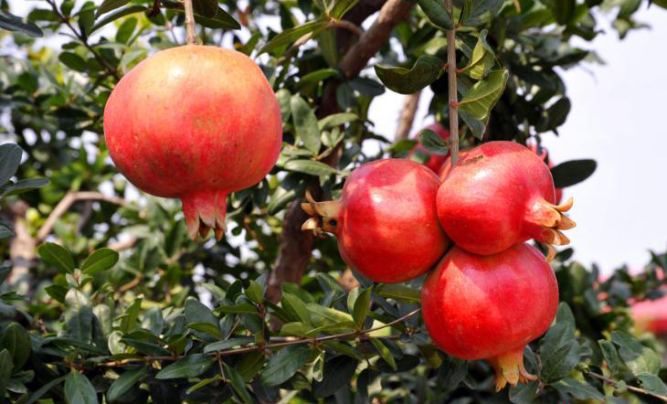 糖尿病吃哪种石榴,糖尿病人能够吃软籽石榴吗