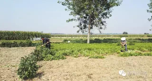 来原阳锄落生、梆玉蜀黍吧！