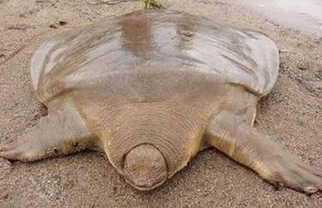 乌龟壳软的像棉花一样这是为什么,刚出壳的乌龟龟壳是不是软的