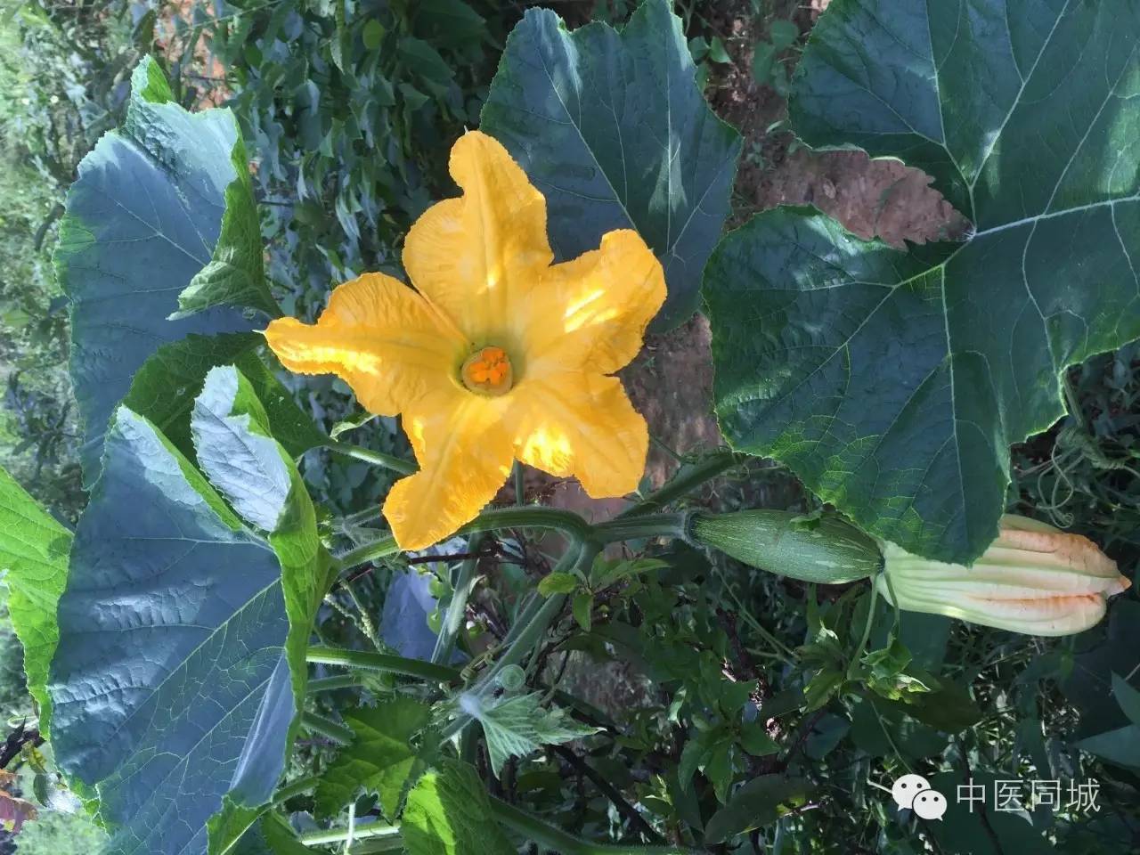 发现深圳的中草药|南瓜子，男子的“好基友”