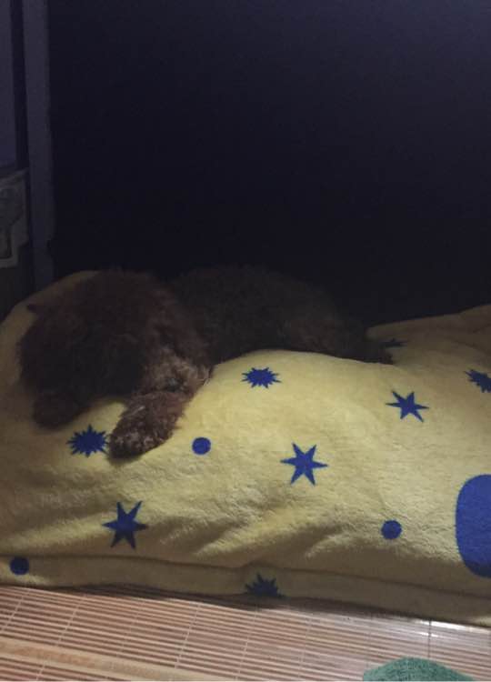 下班回家捡到小动物带回家养,捡到流浪狗不想养怎么处理