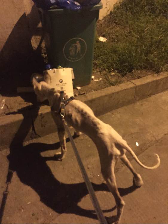 下班回家捡到小动物带回家养,捡到流浪狗不想养怎么处理