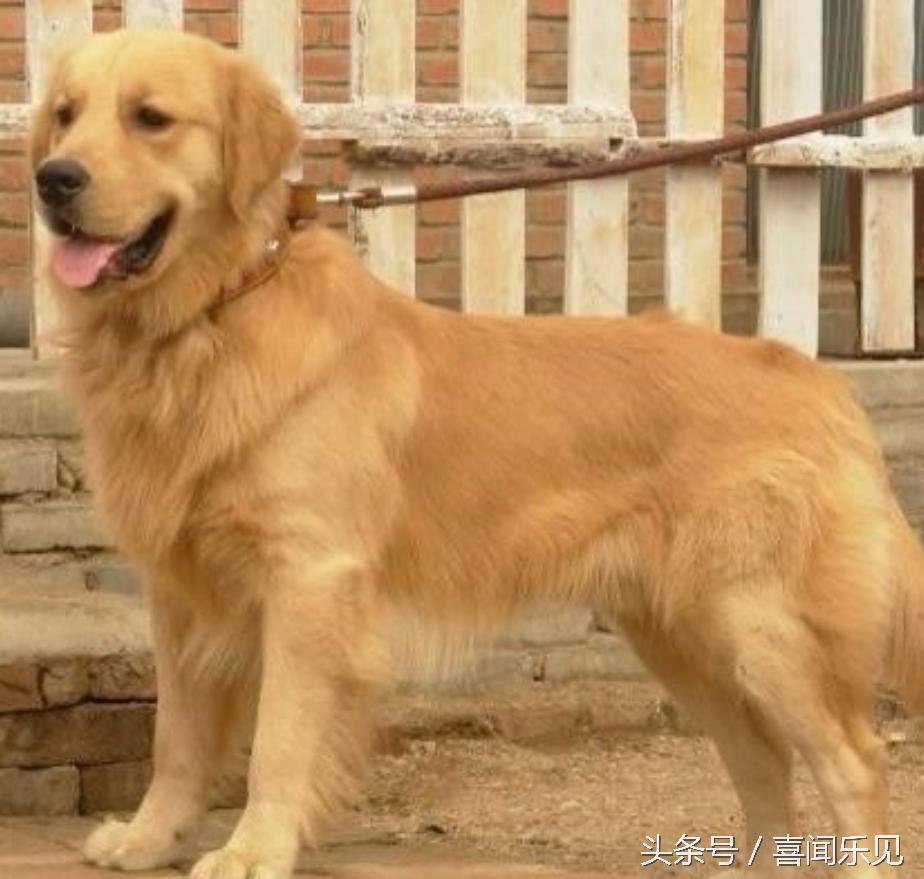 宠物犬值得购买的有哪些,宠物犬价值分析