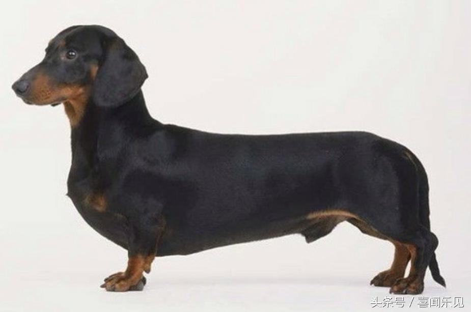 宠物犬值得购买的有哪些,宠物犬价值分析