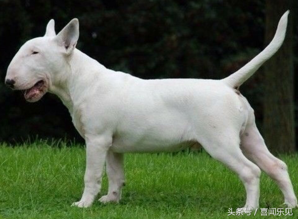 宠物犬值得购买的有哪些,宠物犬价值分析