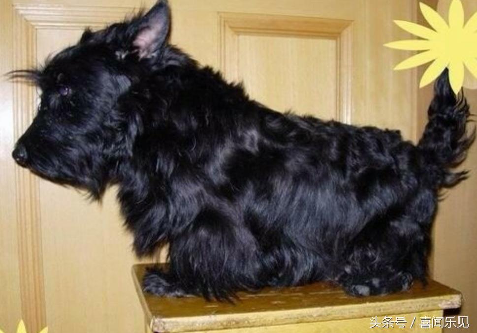 宠物犬值得购买的有哪些,宠物犬价值分析