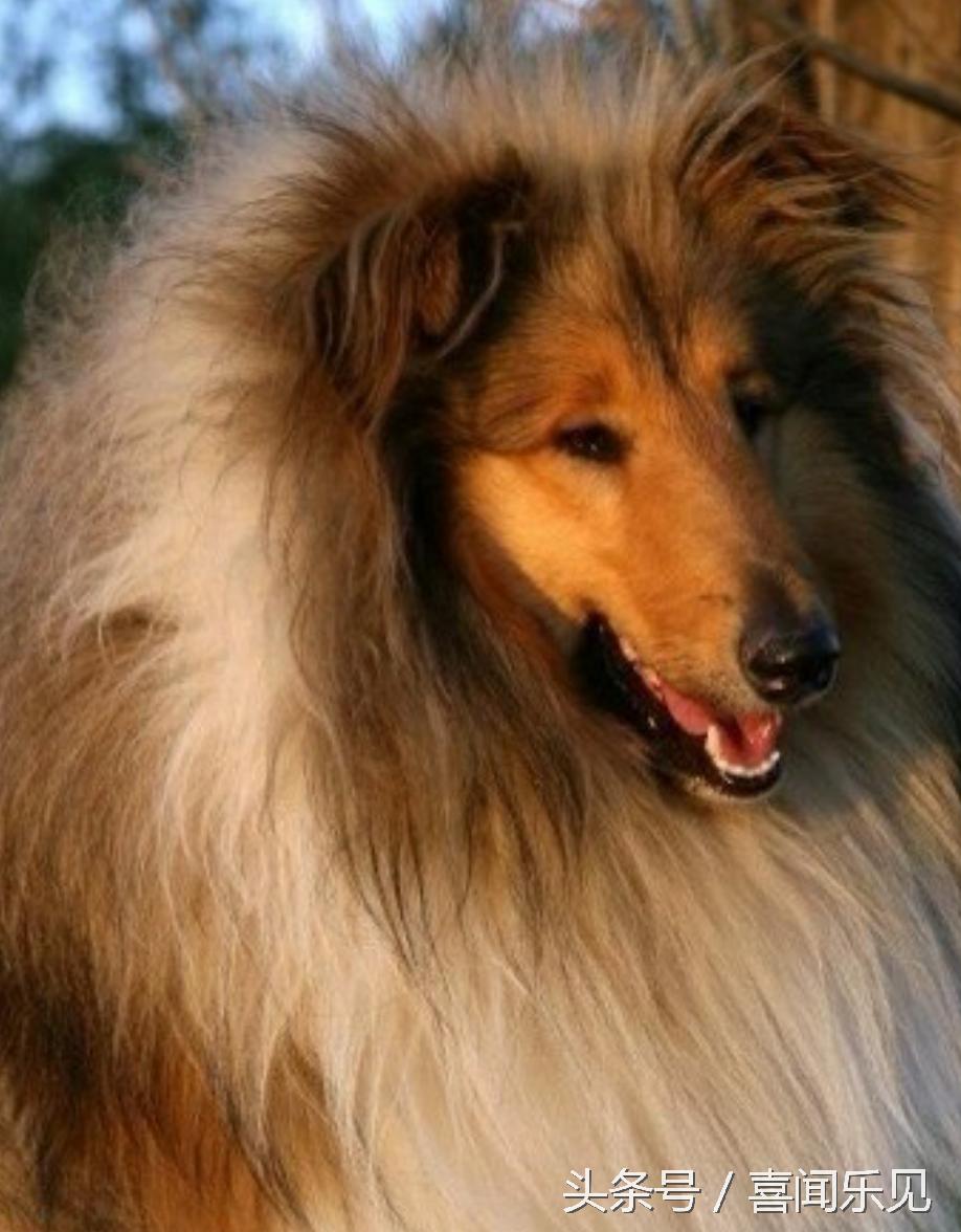 宠物犬值得购买的有哪些,宠物犬价值分析