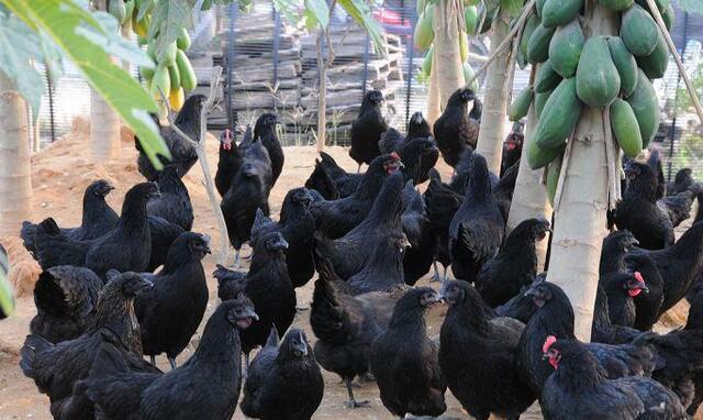 绿壳鸡蛋价格这几年是否有所下降,绿壳鸡蛋和普通鸡蛋价格有区别吗