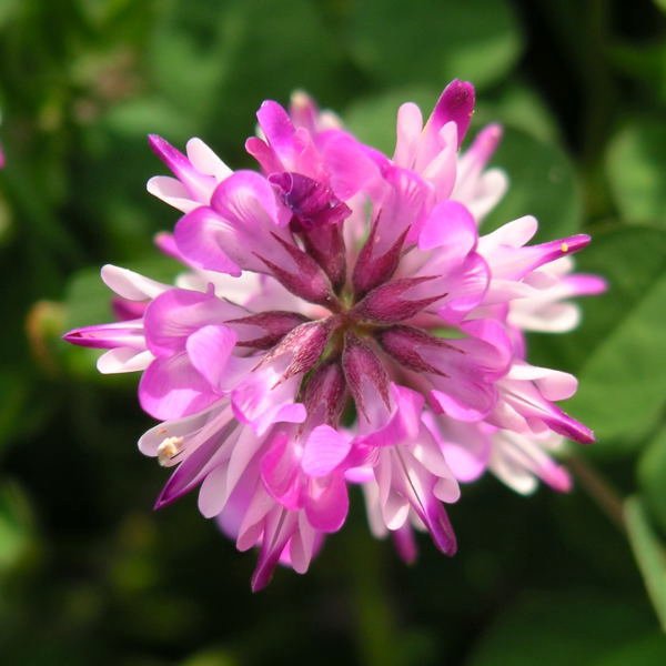 好看花儿的名字有哪些,所有非常美丽的花儿名字