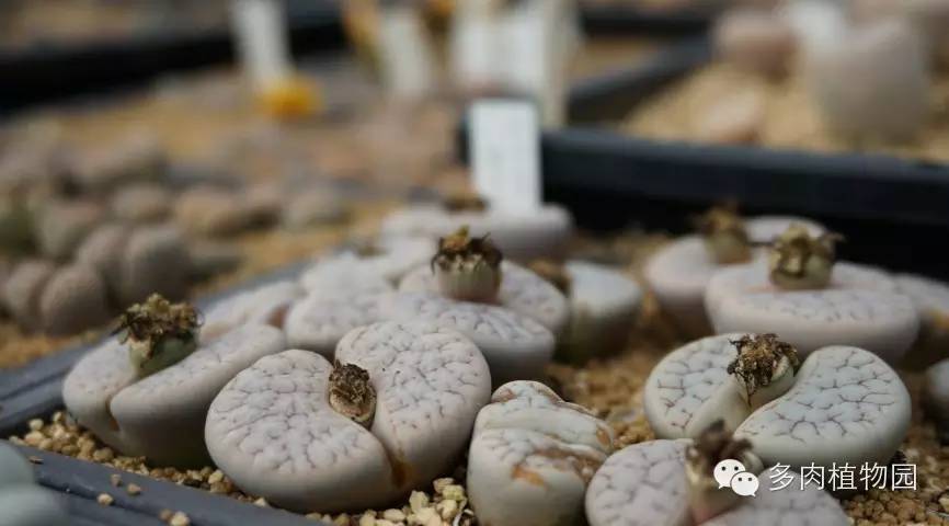 边走边看日本番杏之王DTさん多肉大棚