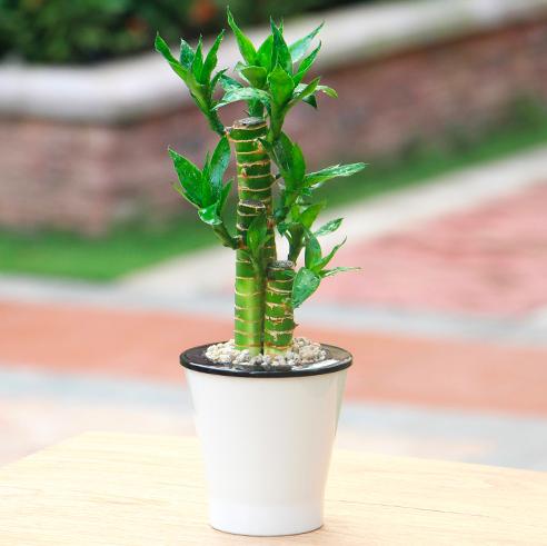 家里转运风水植物能够养哪些,风水摆放哪些植物招财转运