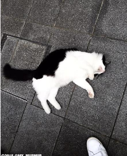 猫咪在人睡觉的时候故意制造噪音,晚上不让猫咪进屋一直叫