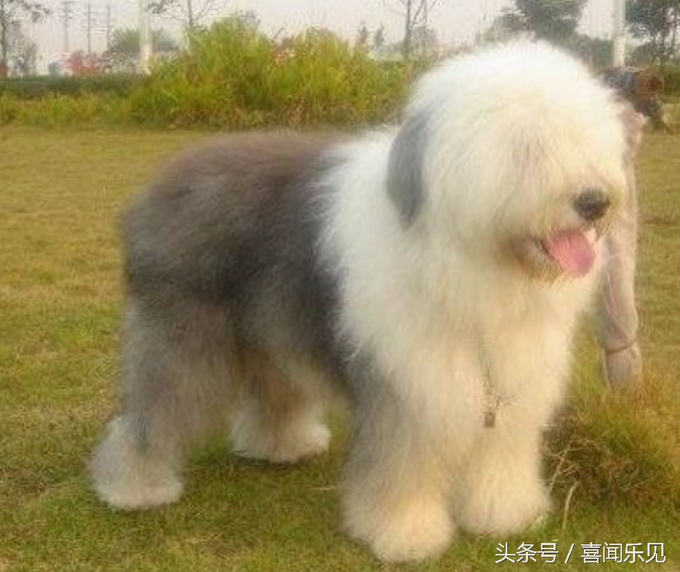 宠物犬值得购买的有哪些,宠物犬价值分析