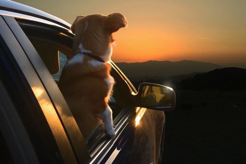 国庆带狗狗合适去哪玩,国庆狗狗出去浪