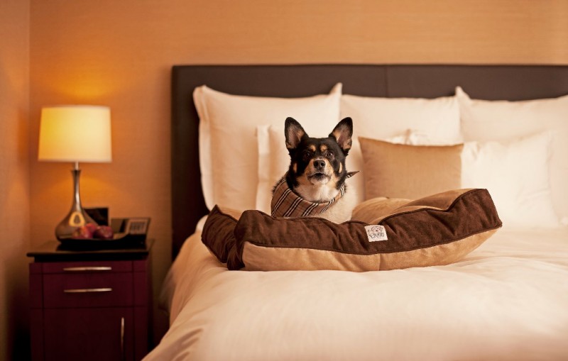 国庆带狗狗合适去哪玩,国庆狗狗出去浪